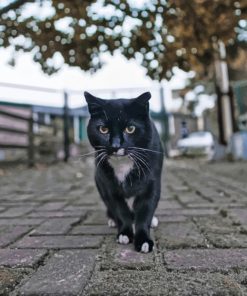 Black Cat On The Street paint by numbers