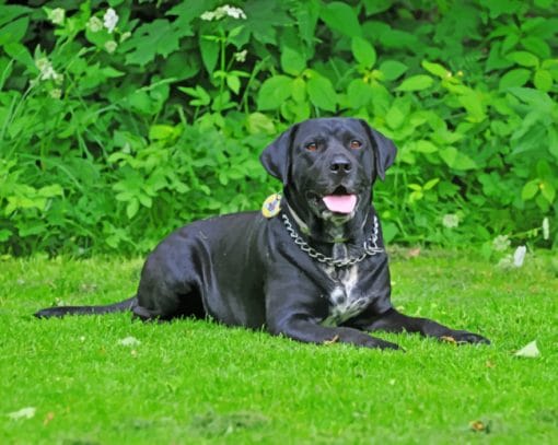 Black Lab Dog Paint By Numbers