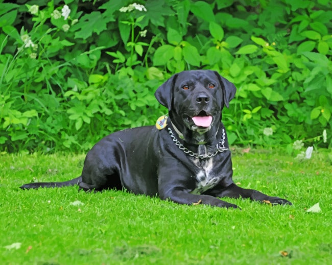 Black Lab Dog Paint By Numbers