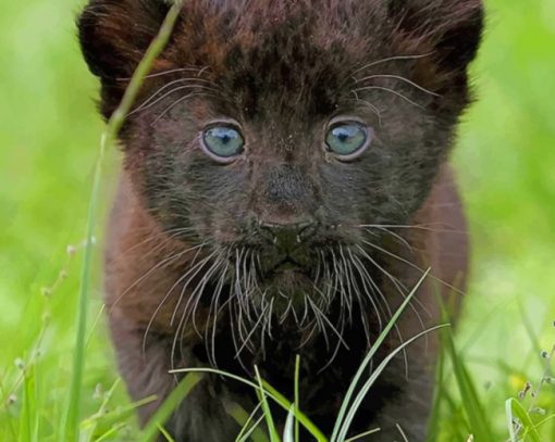 Black Panther Cub paint by numbers