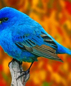 Blue Finch Bird paint by numbers