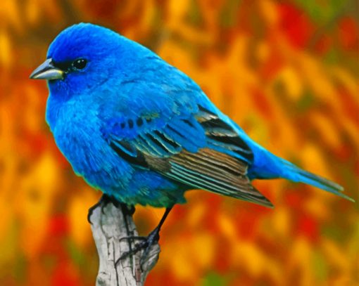 Blue Finch Bird paint by numbers