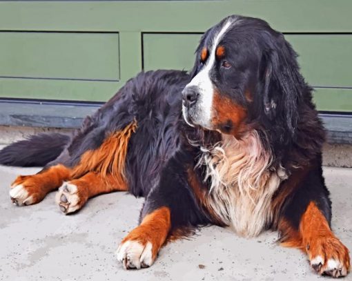 Bovaro Delbernese Dog