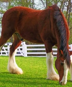 Breyer Clydesdale Horse paint by numbers