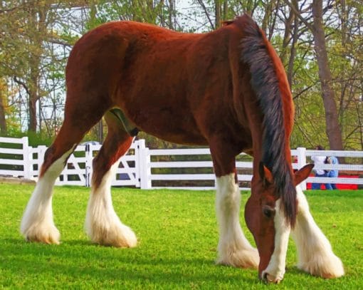 Breyer Clydesdale Horse paint by numbers