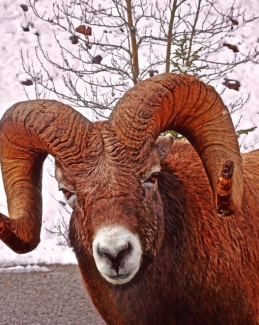 Brown Big Horn Sheep Paint By Numbers