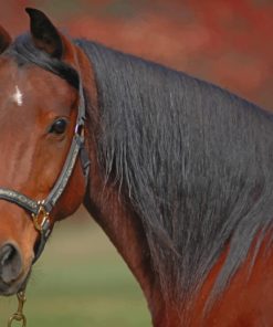 Brown Horse Animal paint by numbers