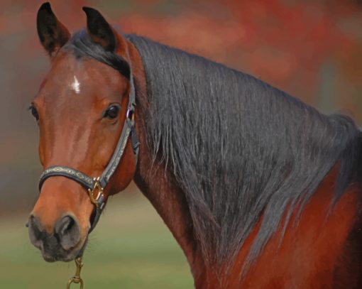 Brown Horse Animal paint by numbers