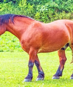 Brown Horse In A Meadow paint by numbers