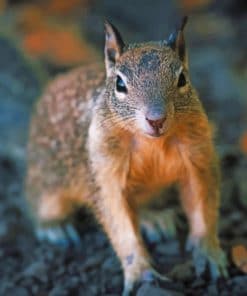 Brown Tree Squirrel paint by numbers