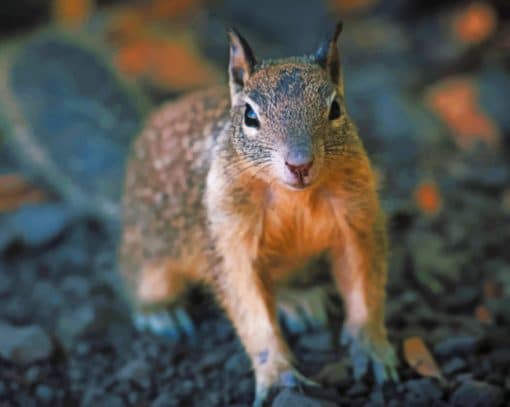 Brown Tree Squirrel paint by numbers