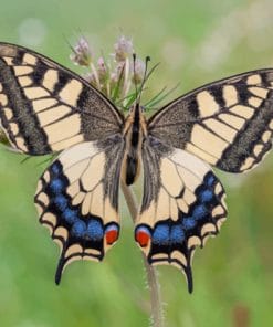 Butterflies Insects Machaon paint by numbers