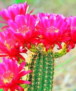 Cactus Bloom Flowers paint by numbers