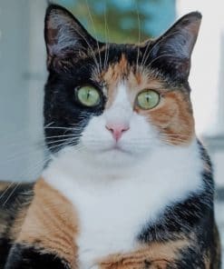 Calico Cat paint by numbers