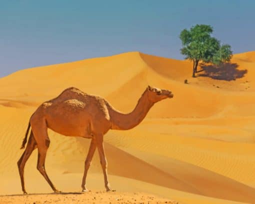 Camel In Desert Lands paint by numbers