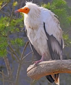 Canarian Egyptian Vulture paint by numbers