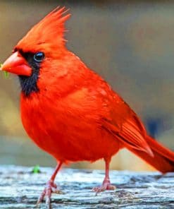 Cardinal Perched Bird paint by numbers