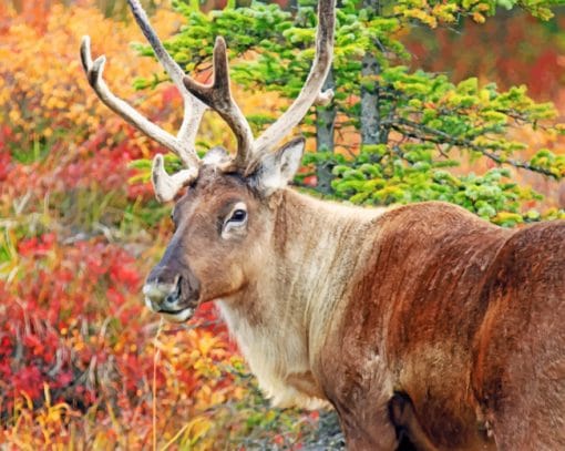 Caribou Nature Alaska Reindeer paint by numbers