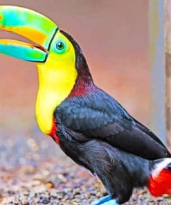 Checkered Toucan Bird paint by numbers