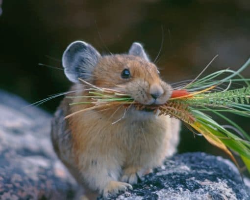 Chinchilla Animal Eating paint by numbers