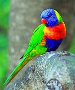 Coconut Lorikeet paint by numbers