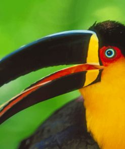 Colored Toucan Bird paint by numbers