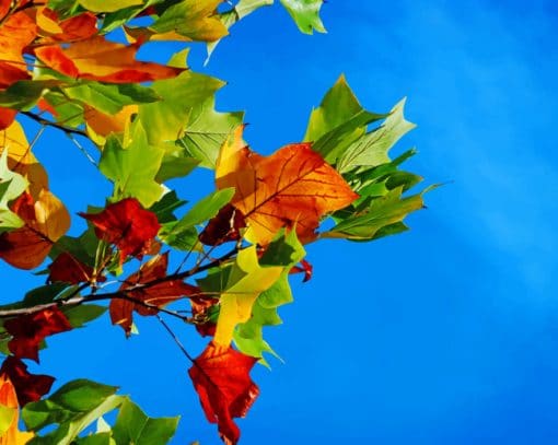 Colorful Full Leaves Paint By Numbers