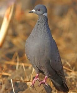 Columbidae Bird paint by numbers