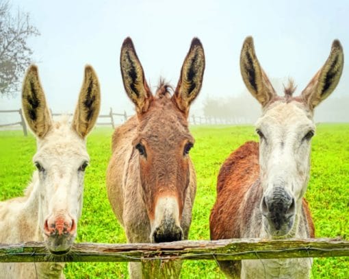 Three Donkeys Paint By Numbers