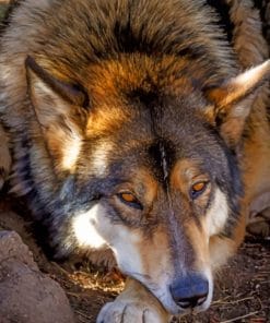 Czechoslovakian Wolfdog paint by numbers