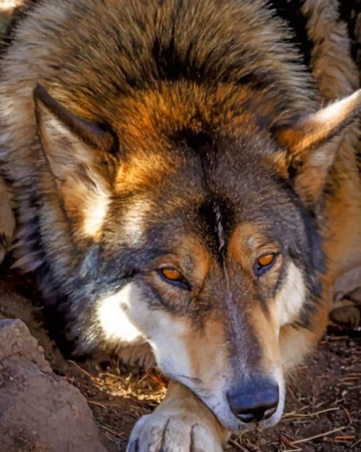 Czechoslovakian Wolfdog paint by numbers