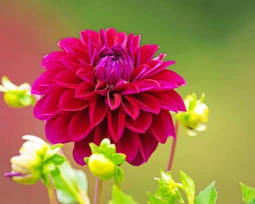 Dahlia Flower Wine Color paint by numbers