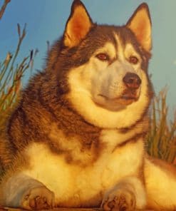 Dog Husky Glance Animal paint by numbers