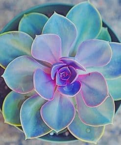 Echeveria Elegans Plant paint by numbers