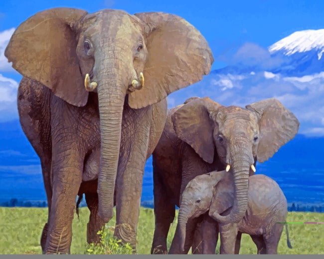 Elephant Family Paint By Numbers