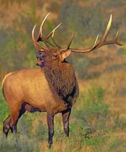 Elk Deer paint by numbers