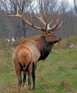 Elk Deer In The Forest paint by numbers