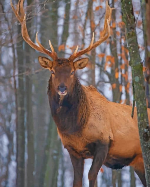 Cute Elk Deer paint by numbers