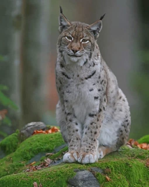 Eurasian Lynx paint by numbers