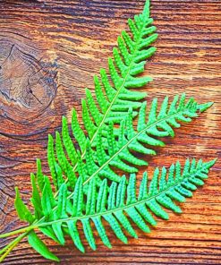 Fern Plant Leaves paint by numbers