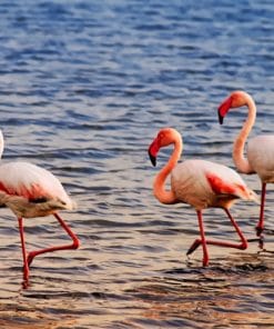 Flamingo Birds Paint By Numbers