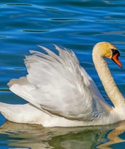 Floating White Beautiful Duck Paint By Numbers