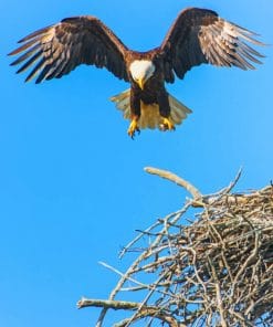 Big Flying Eagle Paint By Numbers