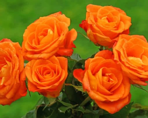 Garden Orange Roses paint by numbers