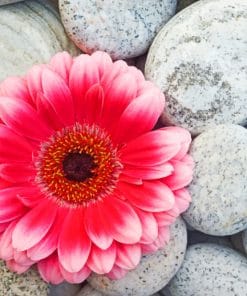 Gerbera Flower On Stones paint by numbers