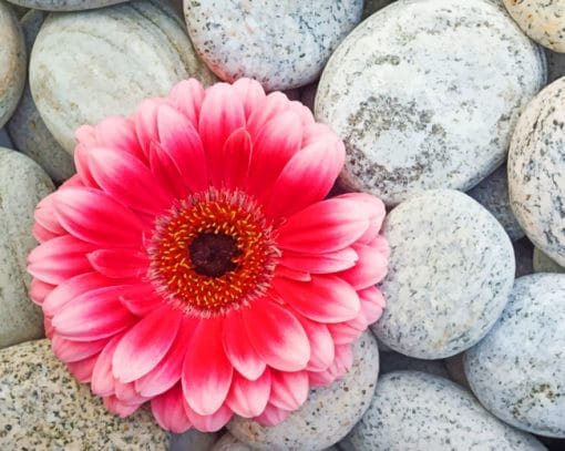 Gerbera Flower On Stones paint by numbers