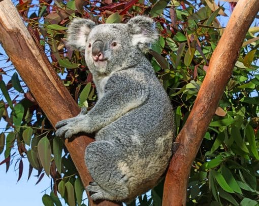 Gray koala On Kaliptus Tree Paint By Numbers