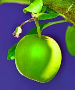 Green Apple On Tree paint by numbers