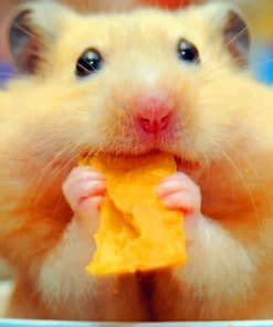 Hamster Eating Chips paint by numbers