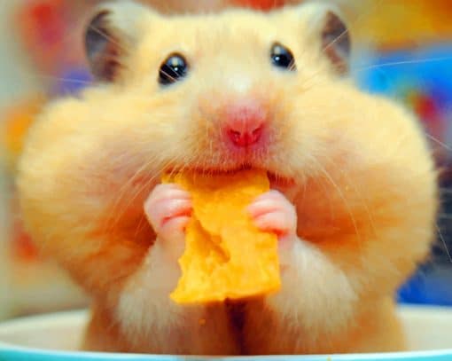 Hamster Eating Chips paint by numbers